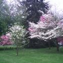 Dogwoods in Bloom